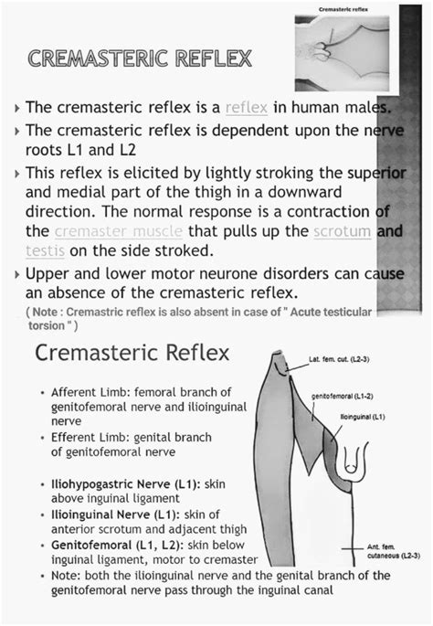 How do you relax a cremaster?