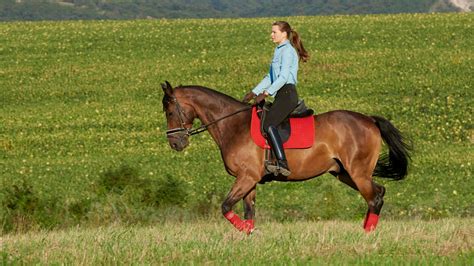 How do you relax a horse when riding?