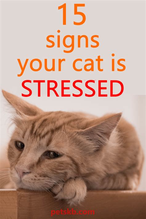 How do you relax a stressed cat?