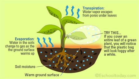 How do you remove air from soil?