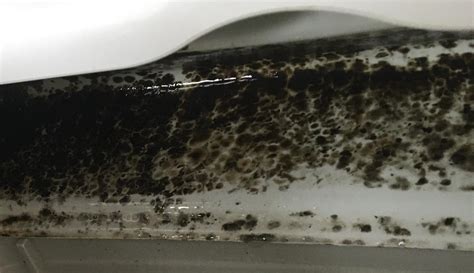 How do you remove black mold from rubber seals?