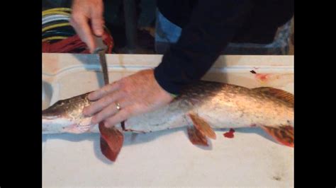 How do you remove bones from northern pike?