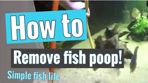 How do you remove fish poop from sand?