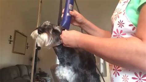 How do you remove hair from a Miniature Schnauzer's ear?