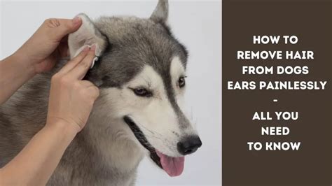 How do you remove hair from a dog's ear painlessly?