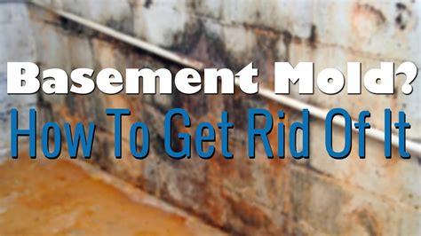 How do you remove mold from concrete permanently?