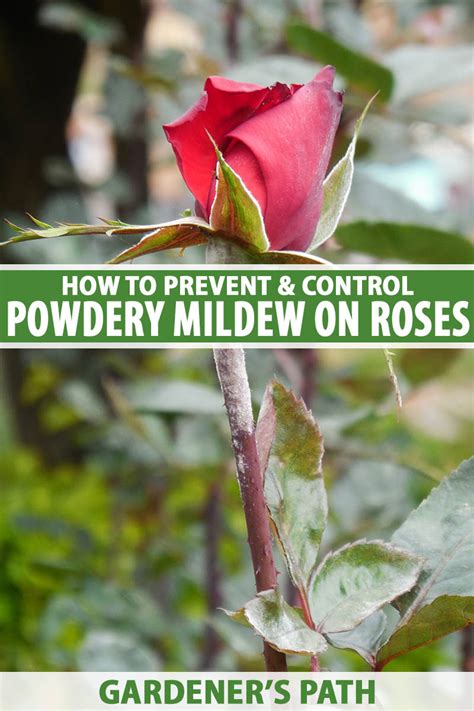 How do you remove mold from rose petals?