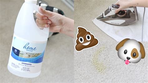 How do you remove old pet stains?