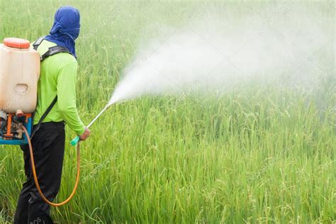 How do you remove pesticides from Rice?