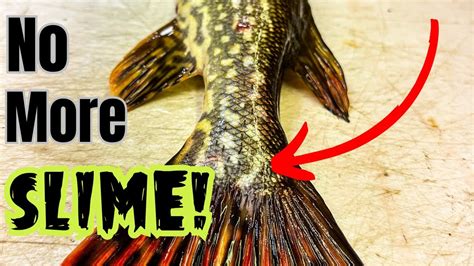 How do you remove slime from pike?