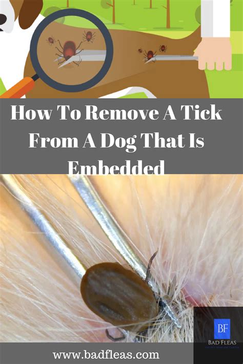 How do you remove ticks from animals?