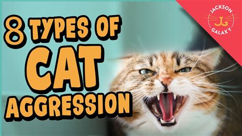 How do you reverse cat aggression?