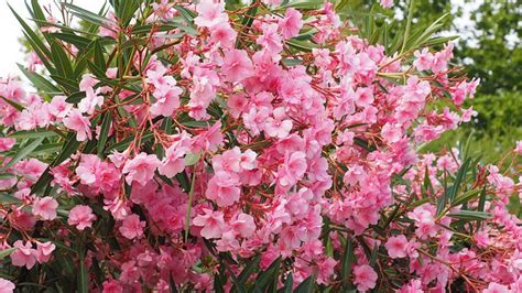 How do you revive a dying oleander?