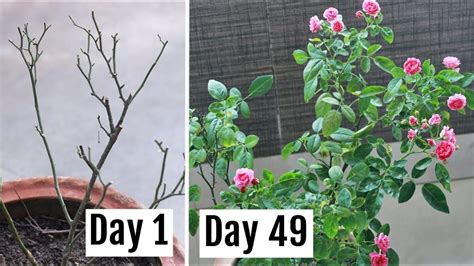 How do you revive a dying rose plant?