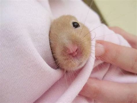 How do you revive a sick hamster?