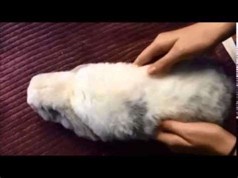 How do you rub a rabbit's belly?
