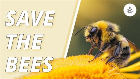 How do you save a dead bee?