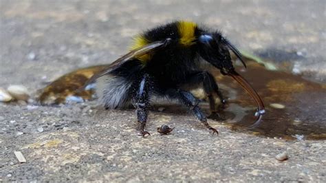 How do you save a dying bumblebee?