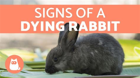 How do you save a dying rabbit?