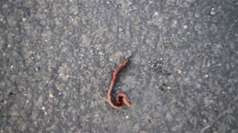 How do you save a dying worm?