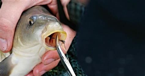 How do you save a fish that swallowed a hook?