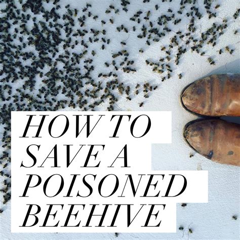 How do you save a poisoned bee?