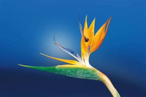 How do you save a rotting bird of paradise?