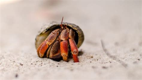 How do you save a sick hermit crab?