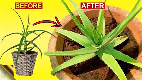 How do you save an aloe plant that got too much sun?