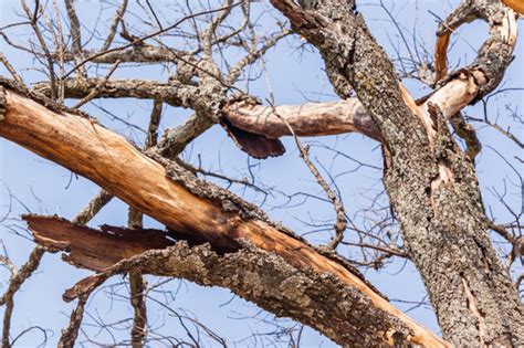 How do you save an oak tree?