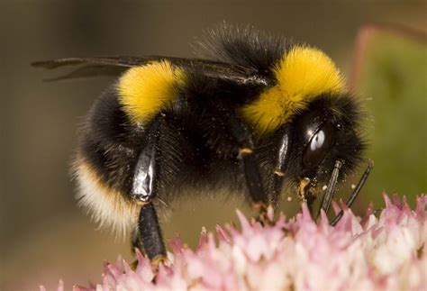 How do you save bumblebees?