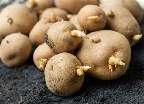 How do you save potatoes that are sprouting?