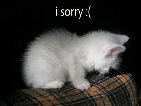 How do you say I am sorry in cat language?