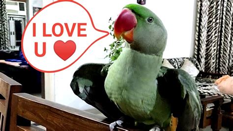 How do you say I love you in parrot language?