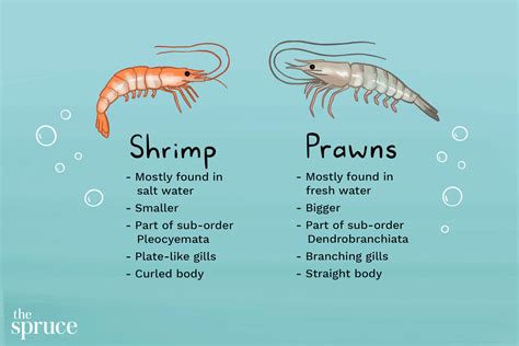 How do you say shrimp in England?