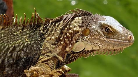 How do you scare an iguana?