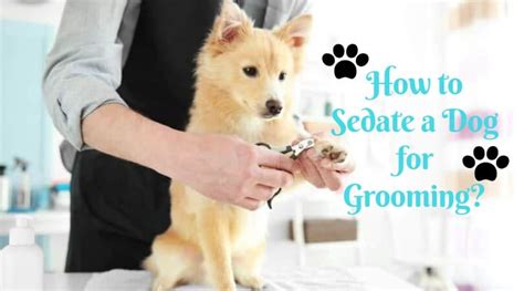 How do you sedate a dog at home for grooming?