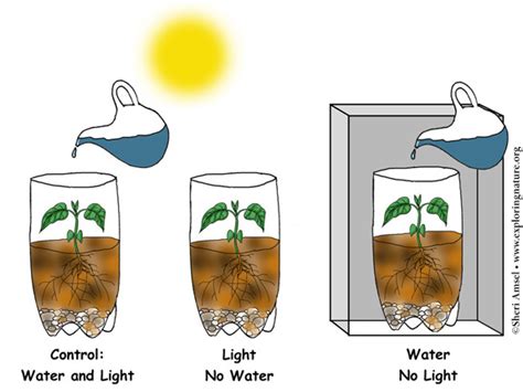 How do you set up a plant?