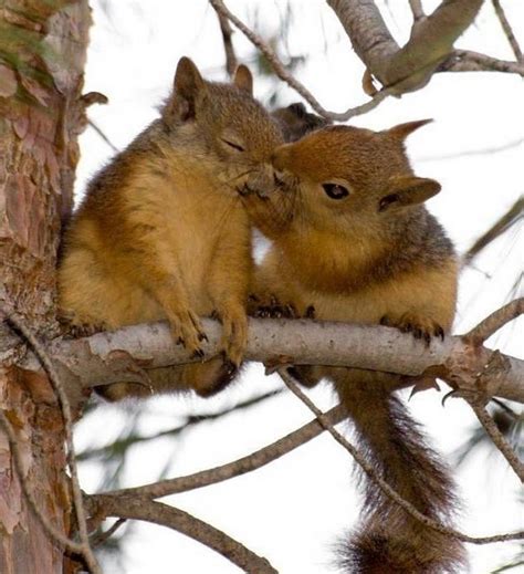 How do you show affection to squirrels?