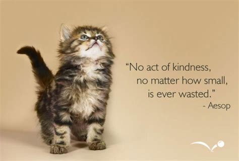 How do you show kindness to a cat?