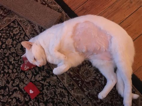 How do you shrink a tumor in a cat?
