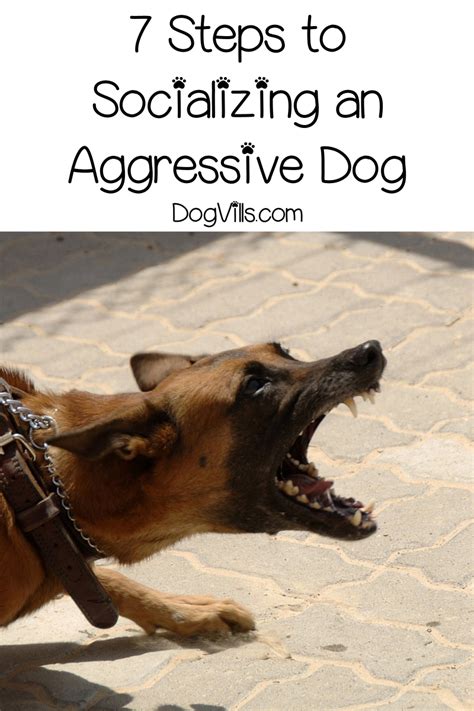 How do you socialize an aggressive dog?