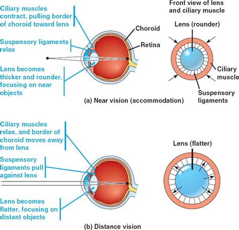 How do you spell ciliary body?