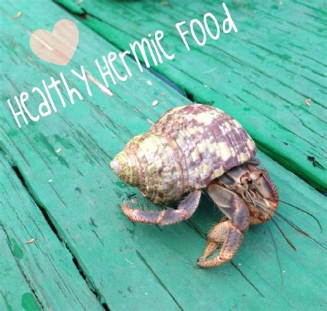 How do you spoil a hermit crab?