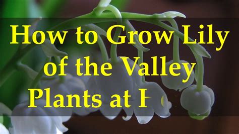 How do you start a lily of the valley from seed?