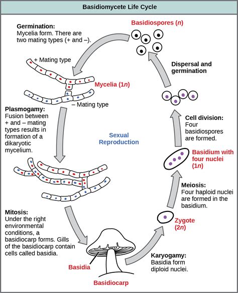 How do you starve fungus in your body?