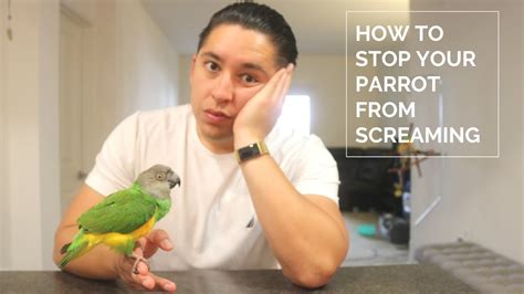 How do you stop a bird from yelling?