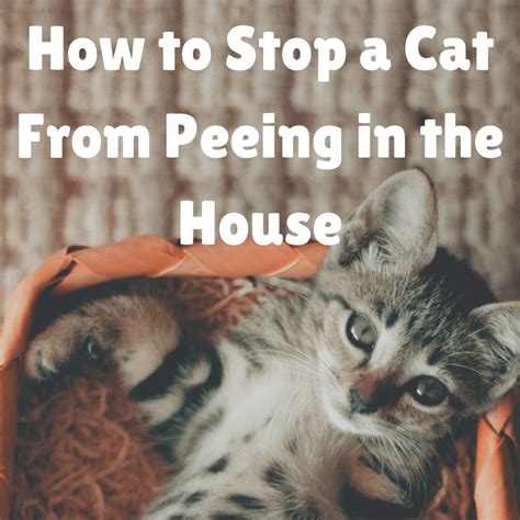 How do you stop a cat from peeing inside?