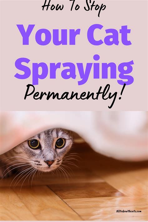 How do you stop a cat from spraying permanently?