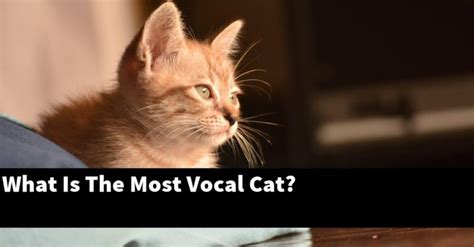 How do you stop a vocal cat?